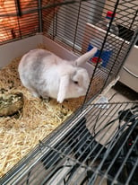 One cute rabbit for sale