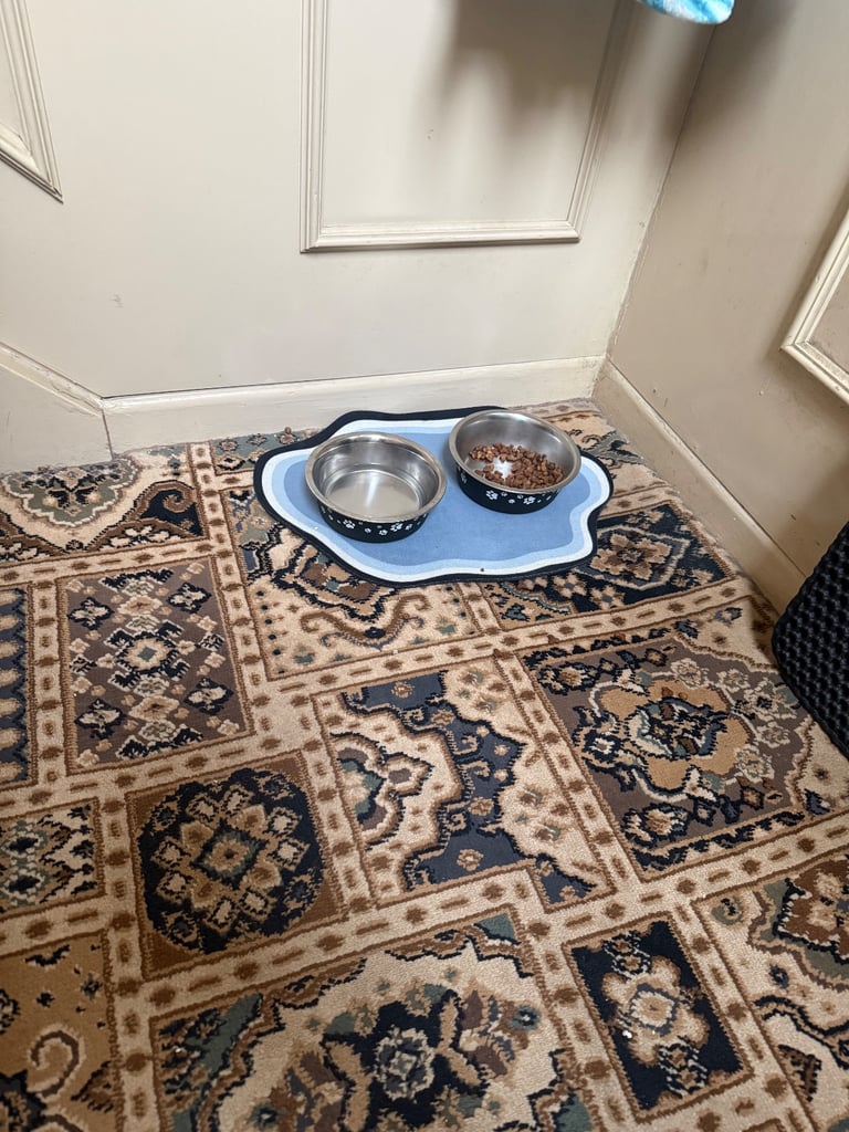 Male kitten for sale 