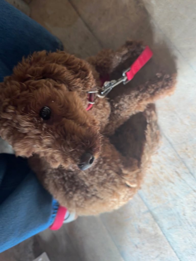 KC Red Fox miniature toy Poodle puppy ready now