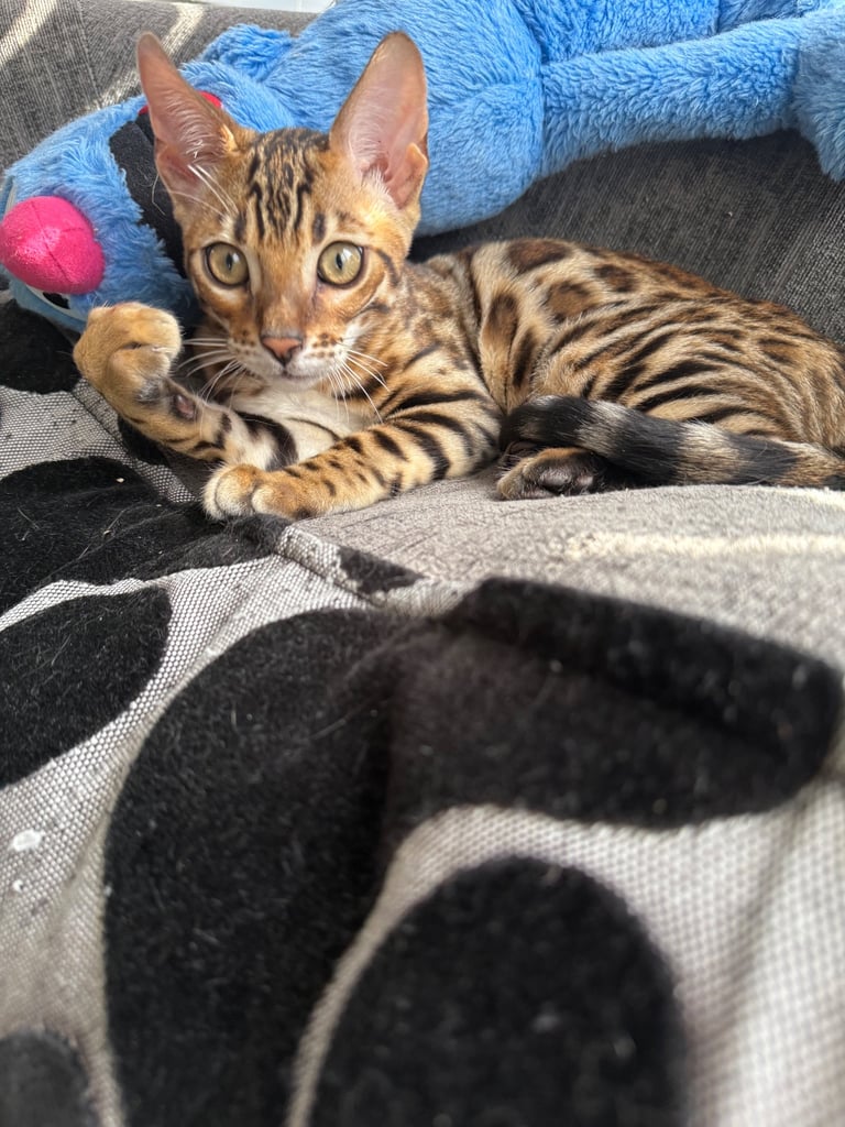 Bengal male (500 reduced pick up today)