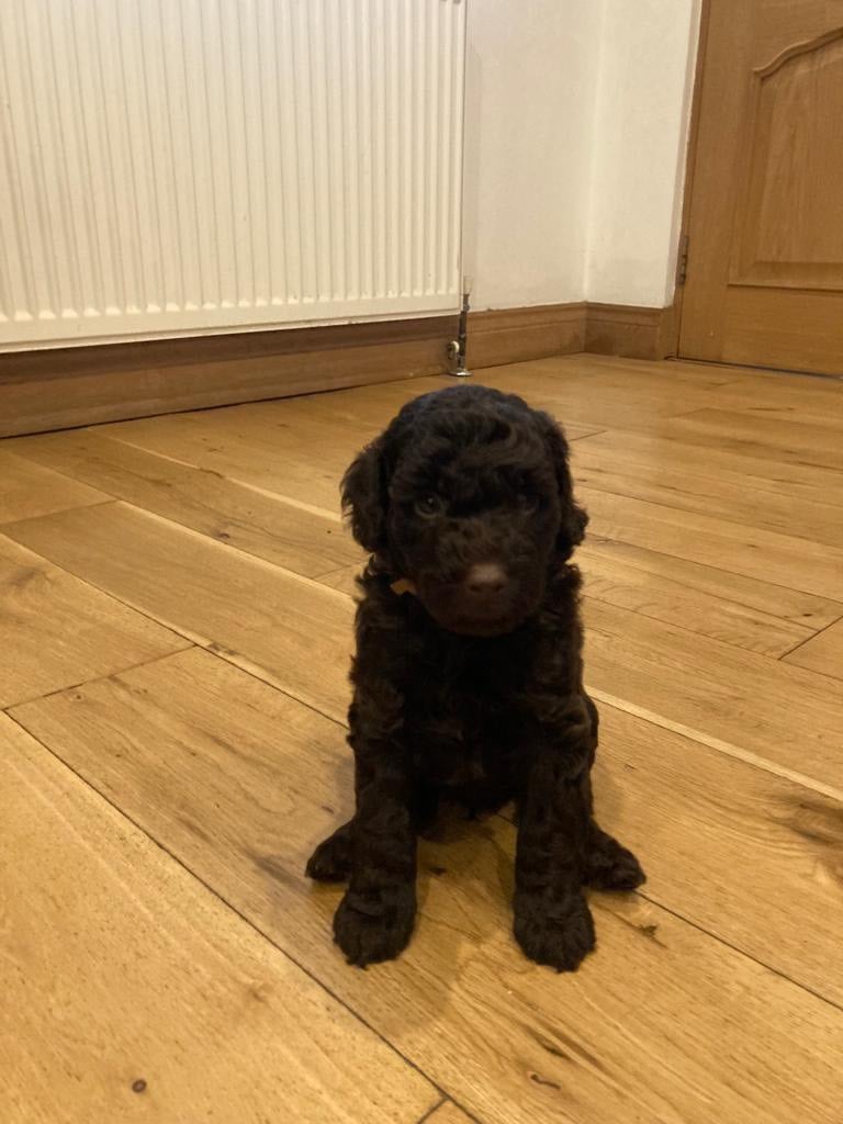 LAST ONE male springer poodle puppy