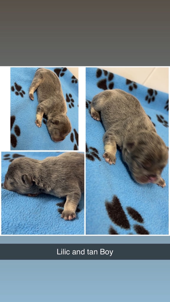 Beautiful French bulldog pups 