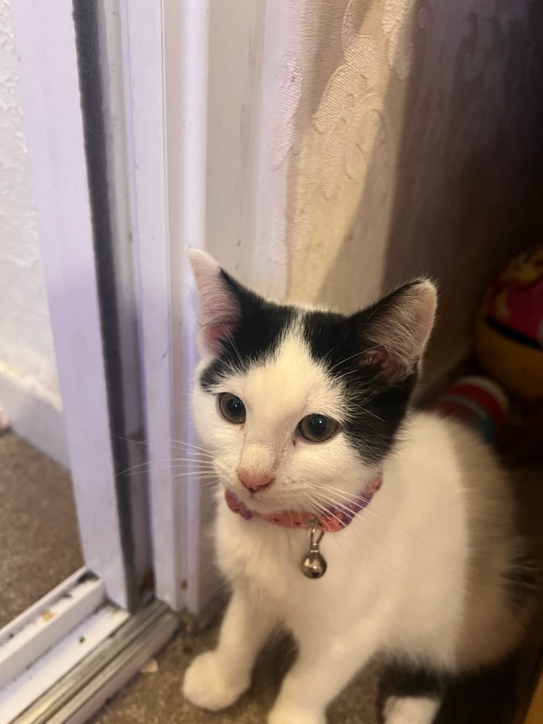 Gorgeous & Adorable Bella 