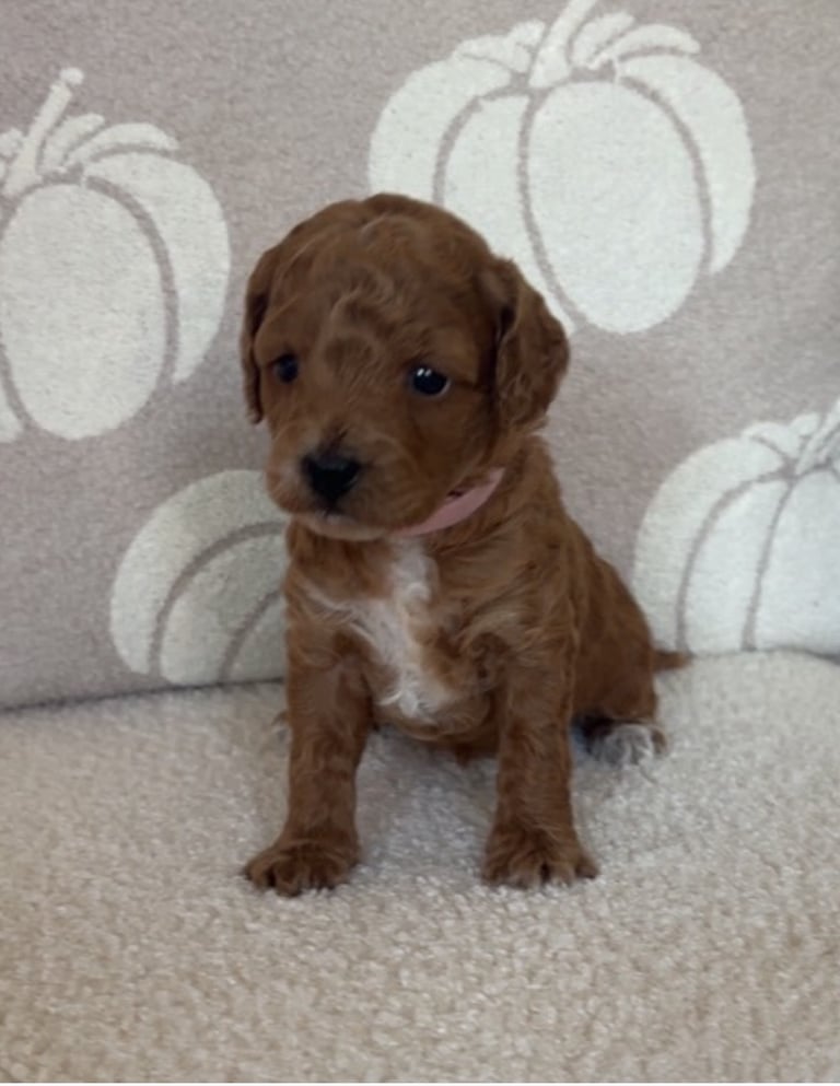 Beautiful f1b cockapoo puppies 