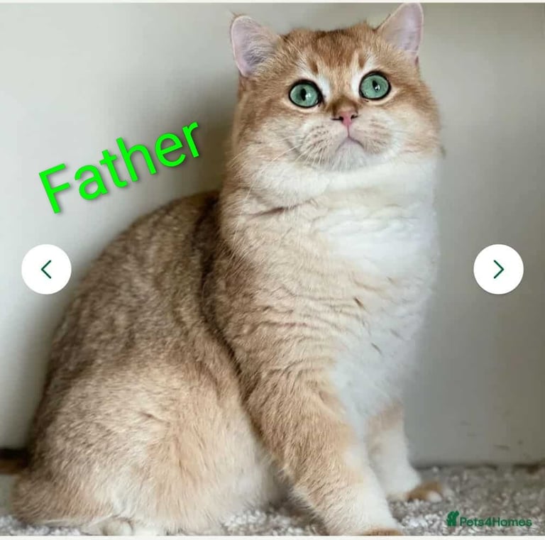 Gold British Shorthair kittens