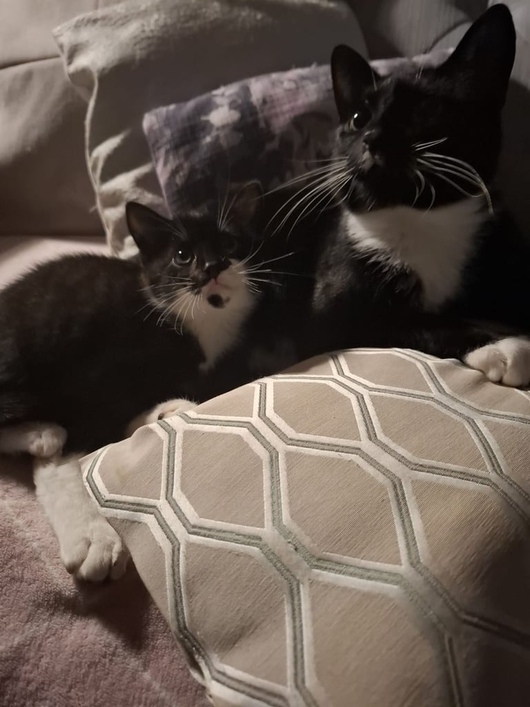 Male kitten ready to go