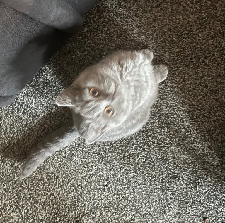 Bsh blue female kitten.