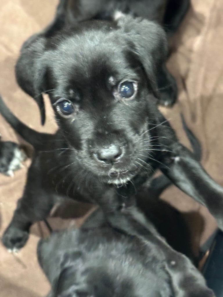 Cane corso puppies