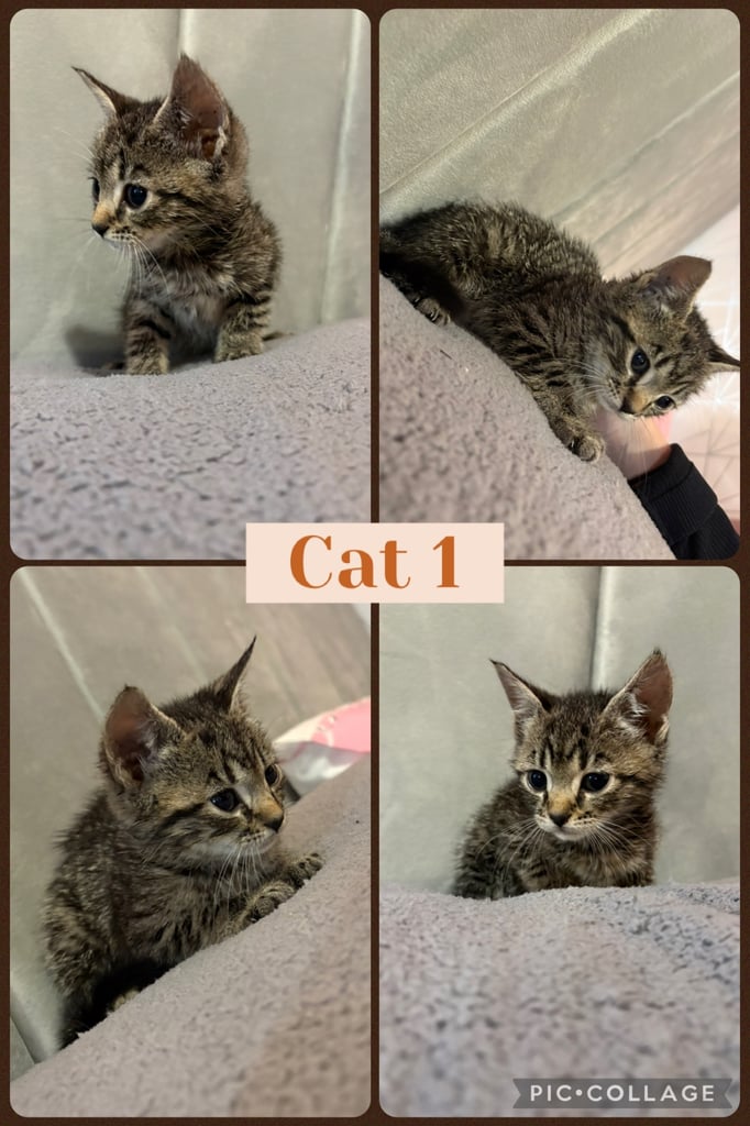 4 male kittens for sale 🐾🐈‍⬛