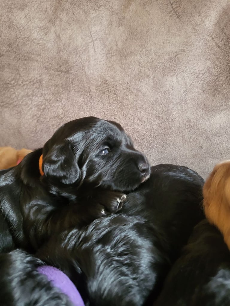 Sproodle puppies