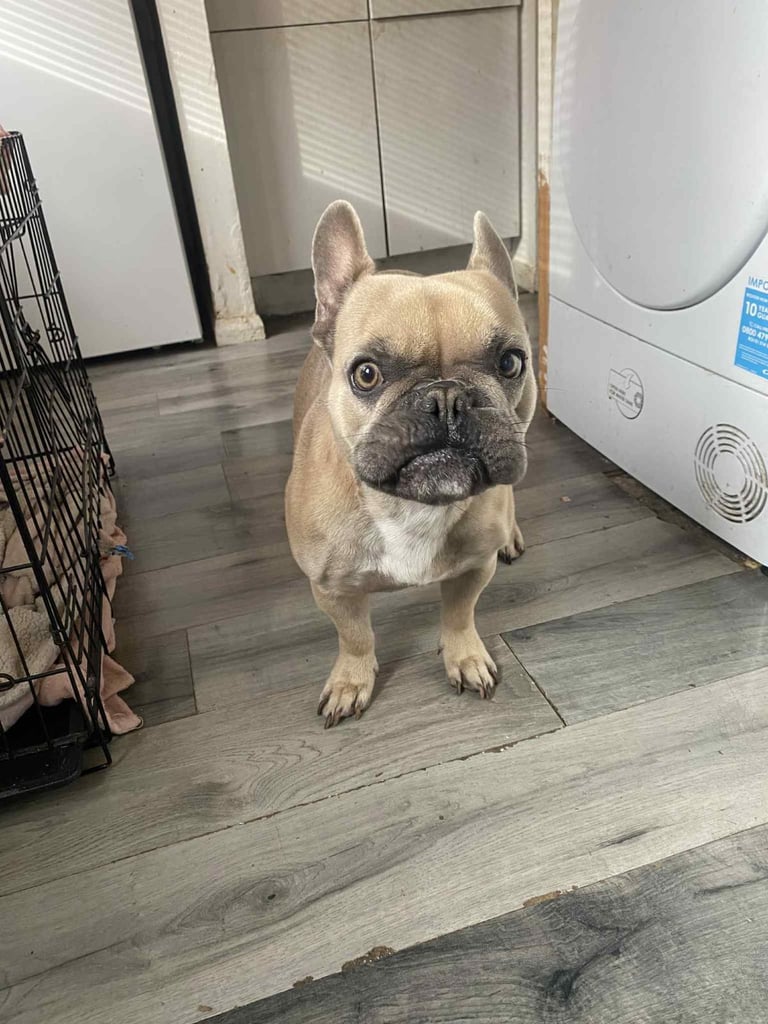 French bulldog 