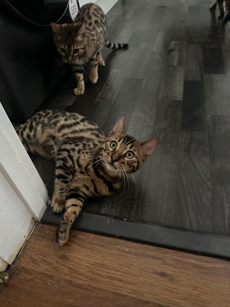 A beautiful litter of two Bengal kittens.