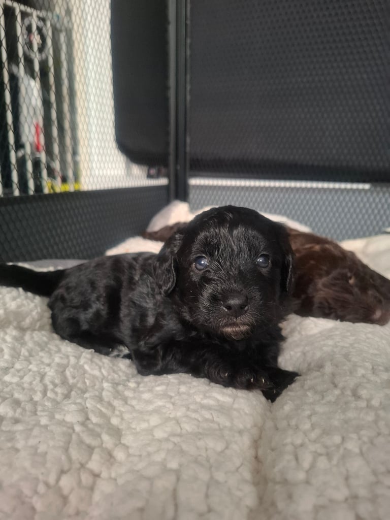 Stunning cockapoo puppies 