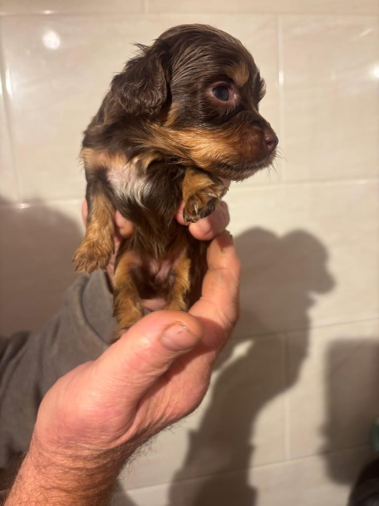 f2 Cockapoo puppies 7 left 