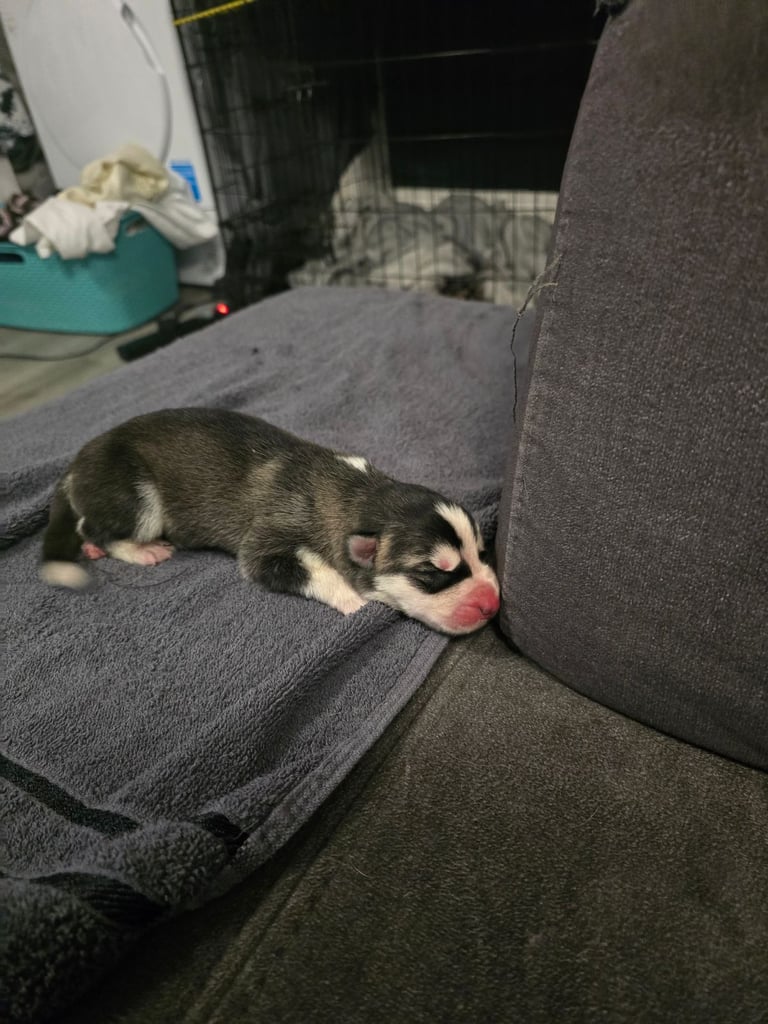 New born Siberian Husky puppy for sale, healthy and ready to go home in 8 weeks.