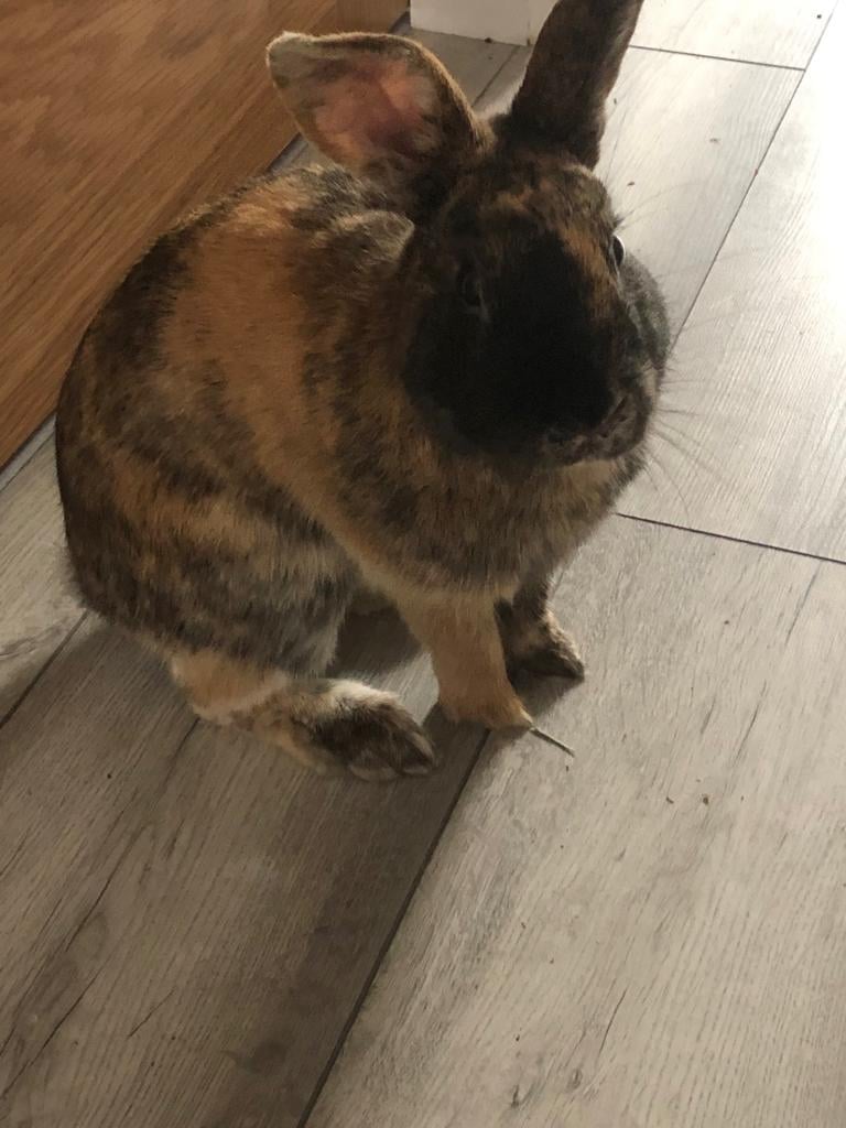 8 month male rabbit for sale