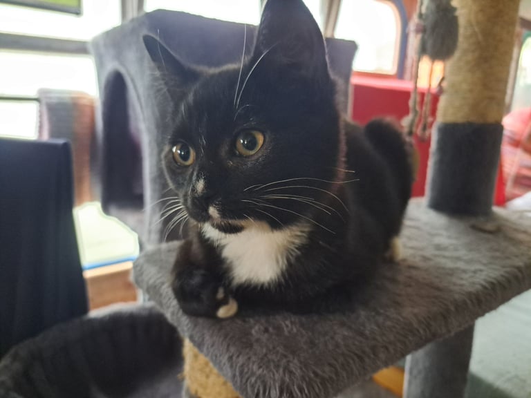 Beautiful kittens ready for home