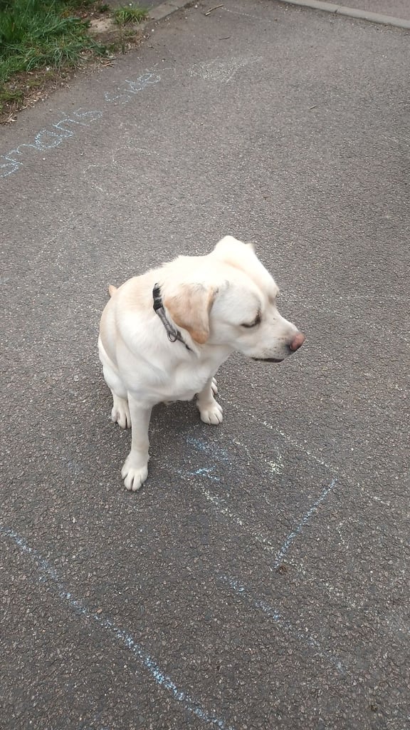image for A 1 year old freindly,energetic puppy looking for a new home