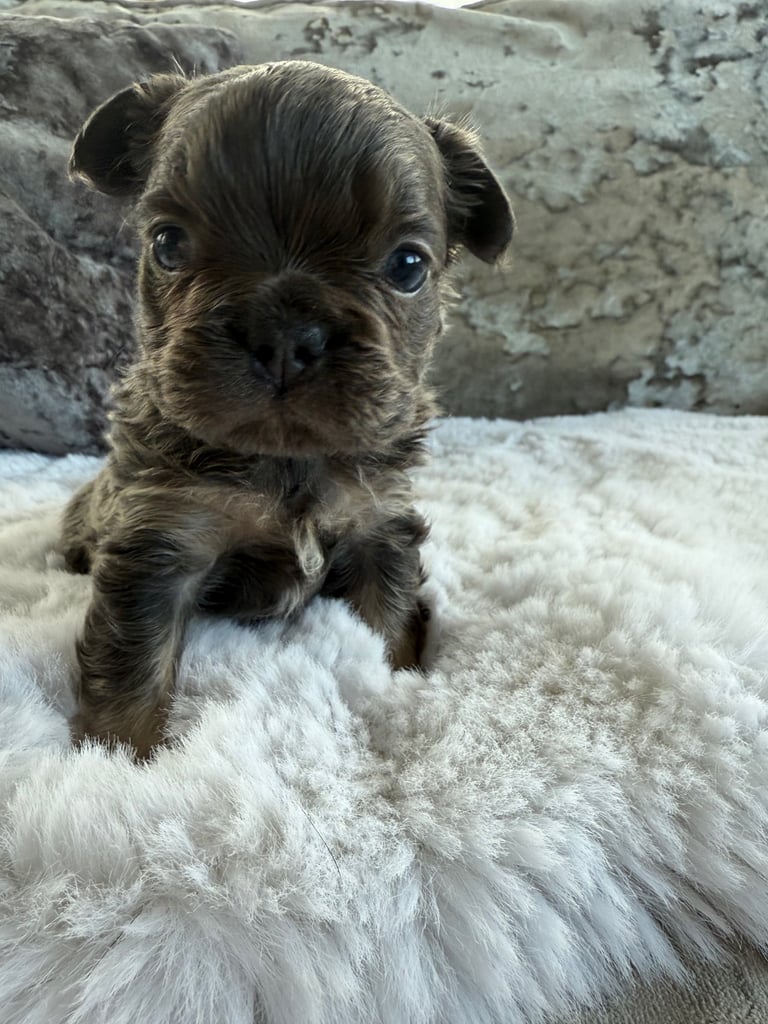 Fluffy French Bulldog Puppies 