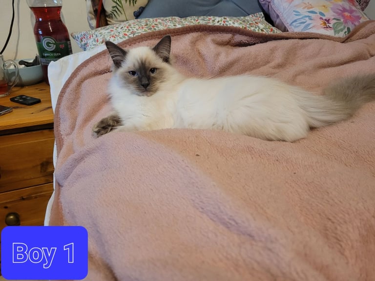 Beautiful Ragdoll kittens 