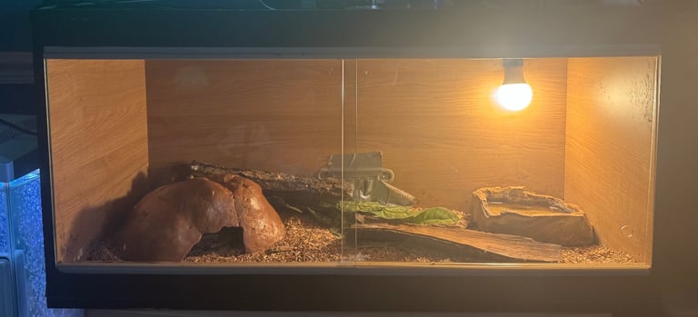 image for Large vivarium and large female ball python.