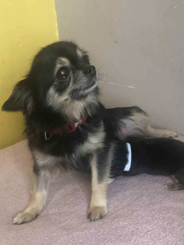 Black chuahua puppies for sale.