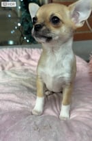 Beautiful Smoothcoat IKC registered Chihuahua Bitch 