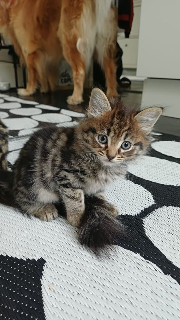 Cute tabby kittens looking lovely home