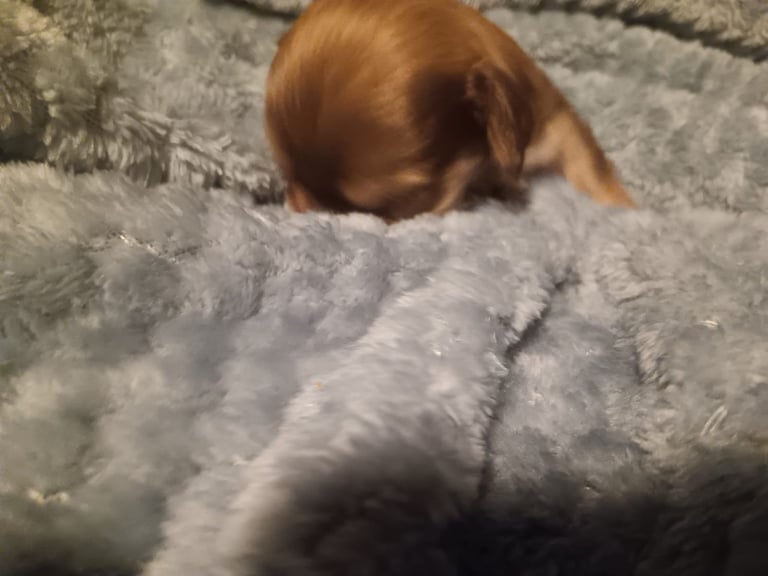 Beautiful dachshund cross cava-tzu for sale