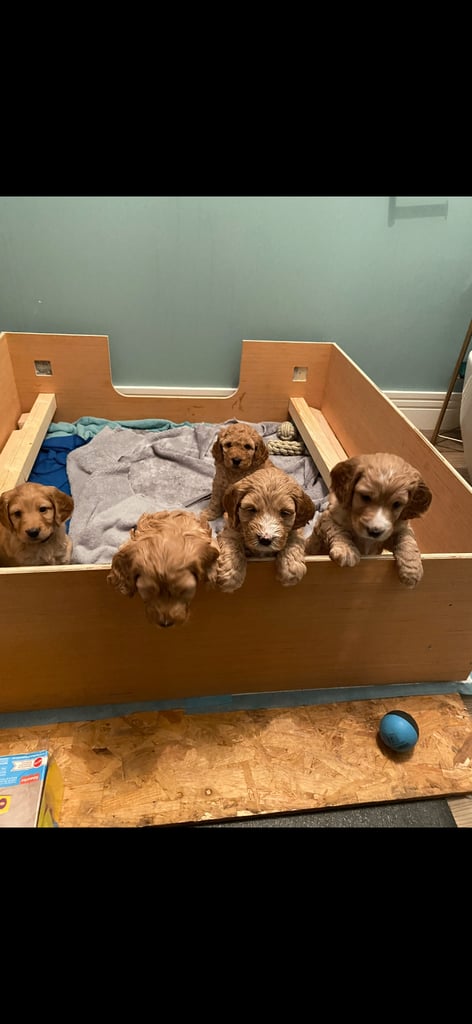 F2 cockapoo puppies for sale