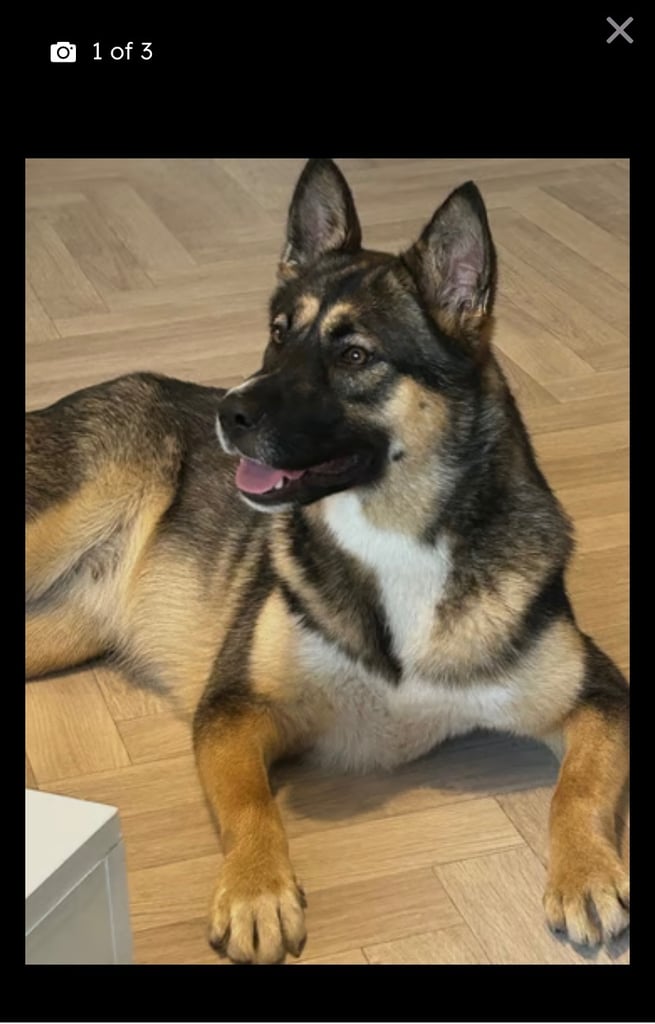 Beautiful and friendly dog urgently looking for a home