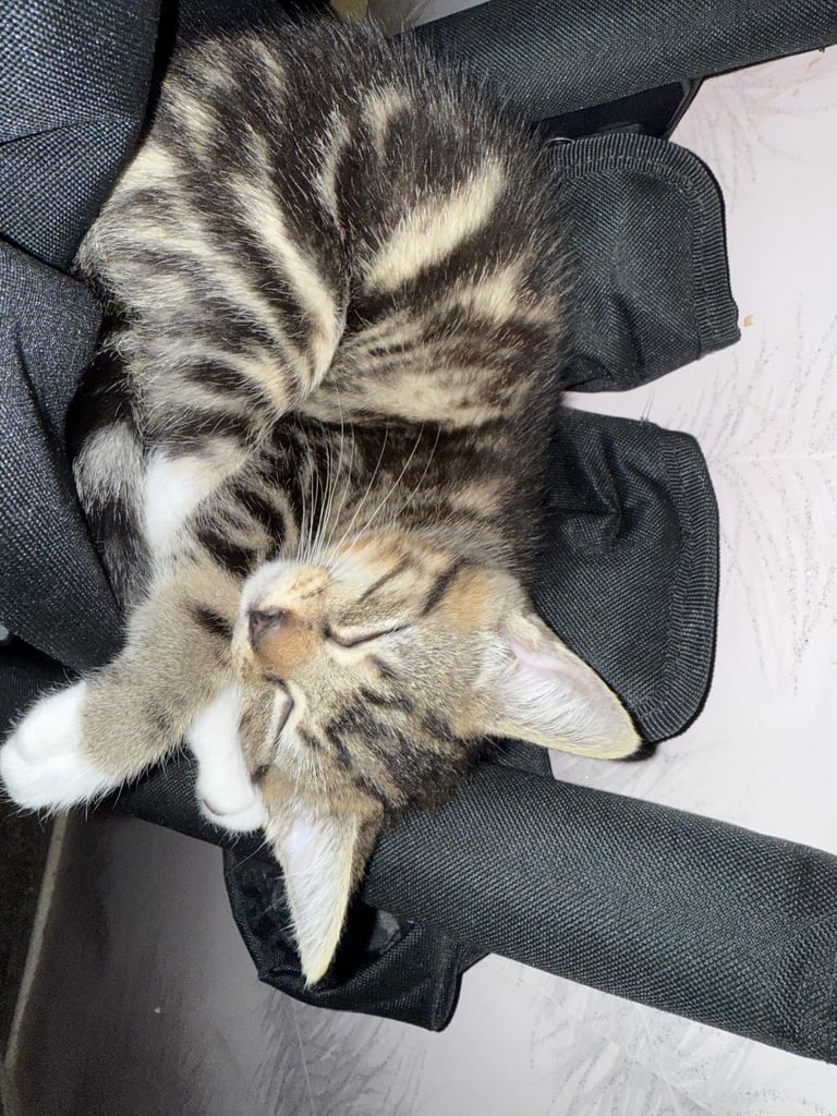 image for Kittens for sale 