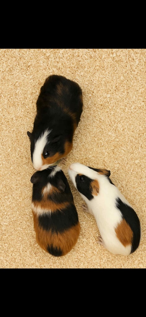 Baby guinea pigs
