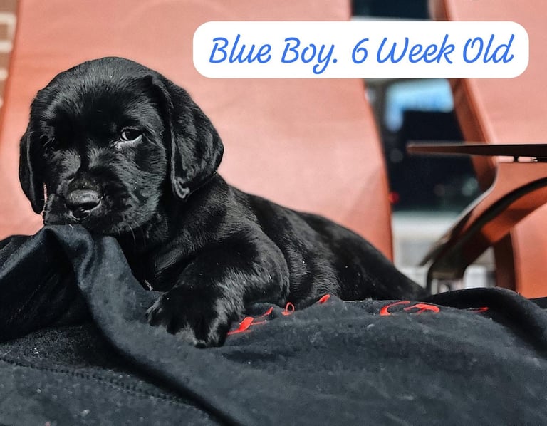 Labrador Retriever Puppies Available Now