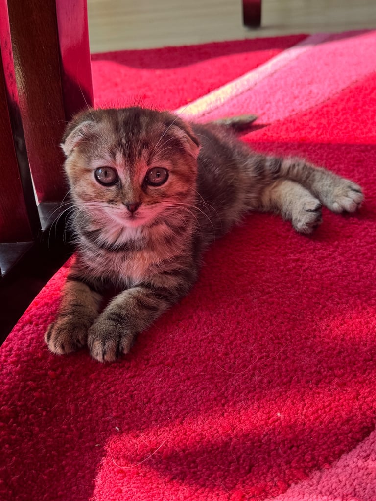 Short hair x Persian kittens ready to leave 