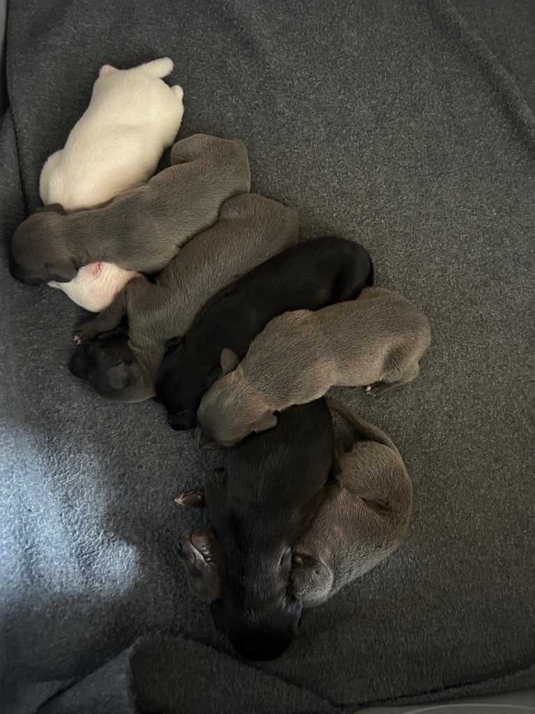 Whippet pups ready to go 4th November 