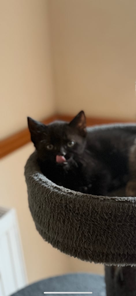 image for One little kitten (female)  