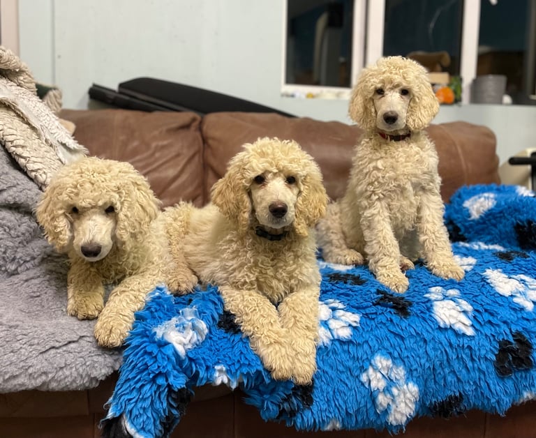 Standard poodle pups 