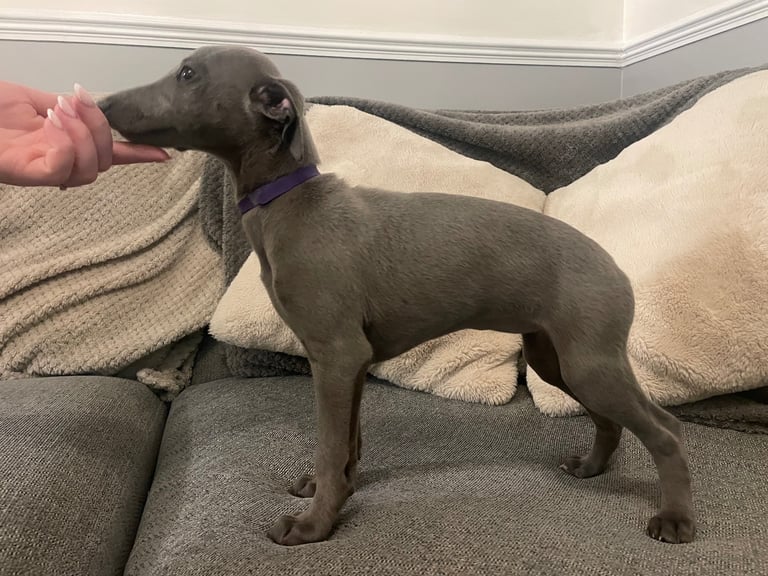 ⭐️⭐️ gorgeous whippet puppies⭐️⭐️