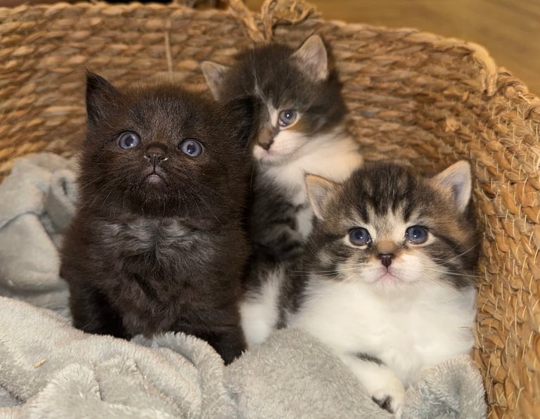 Adorable kittens for sale