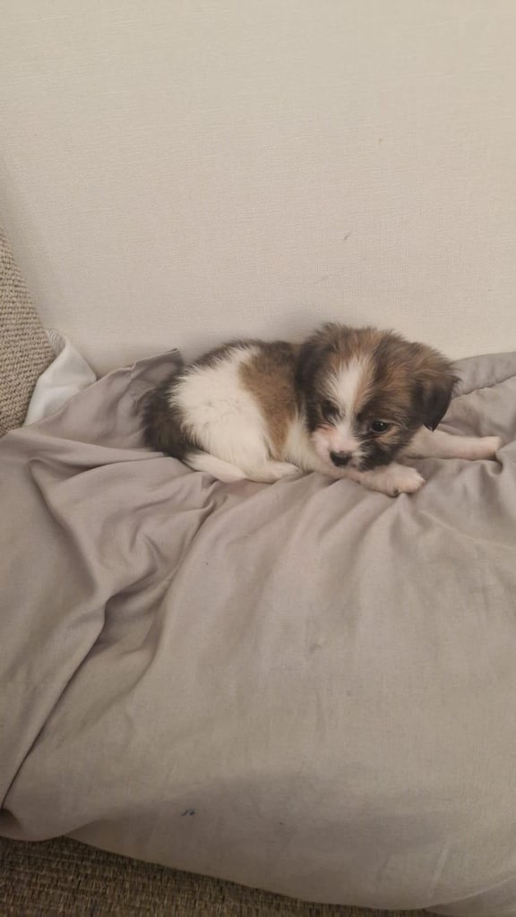 Chihuahua puppies