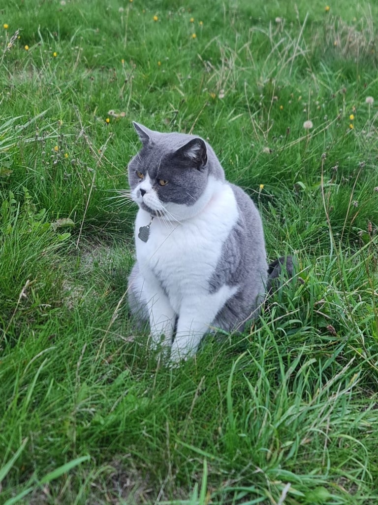 British Short Haired Male Cat