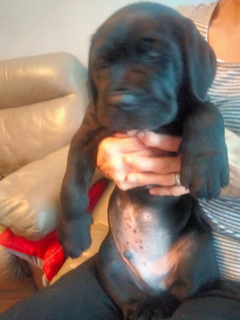 Cane Corso puppies black