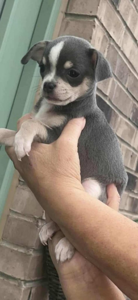 🐾 🩷 Blue Chihuahua Girls – 7 Weeks Old 🐾