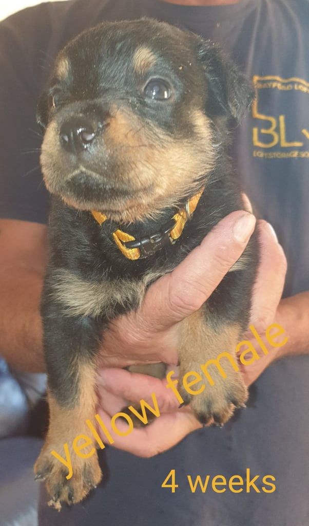 Month Old Rottweiler Dog Week Rottweiler Puppy Rottweiler Puppies