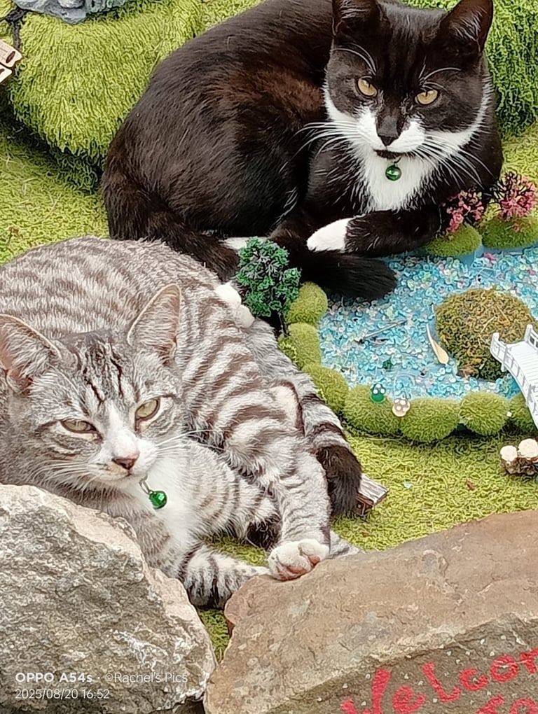 2 cats available brothers age 1 year old 