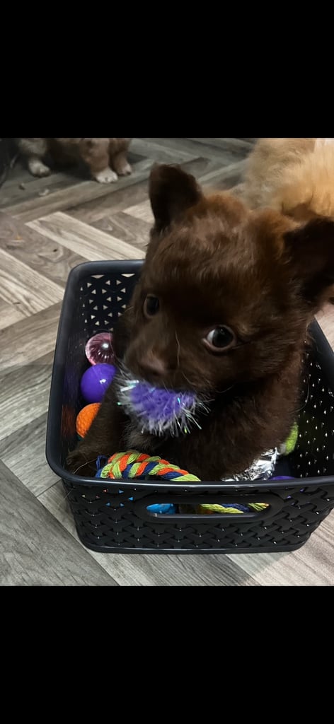 Gorgeous pomeranian puppies
