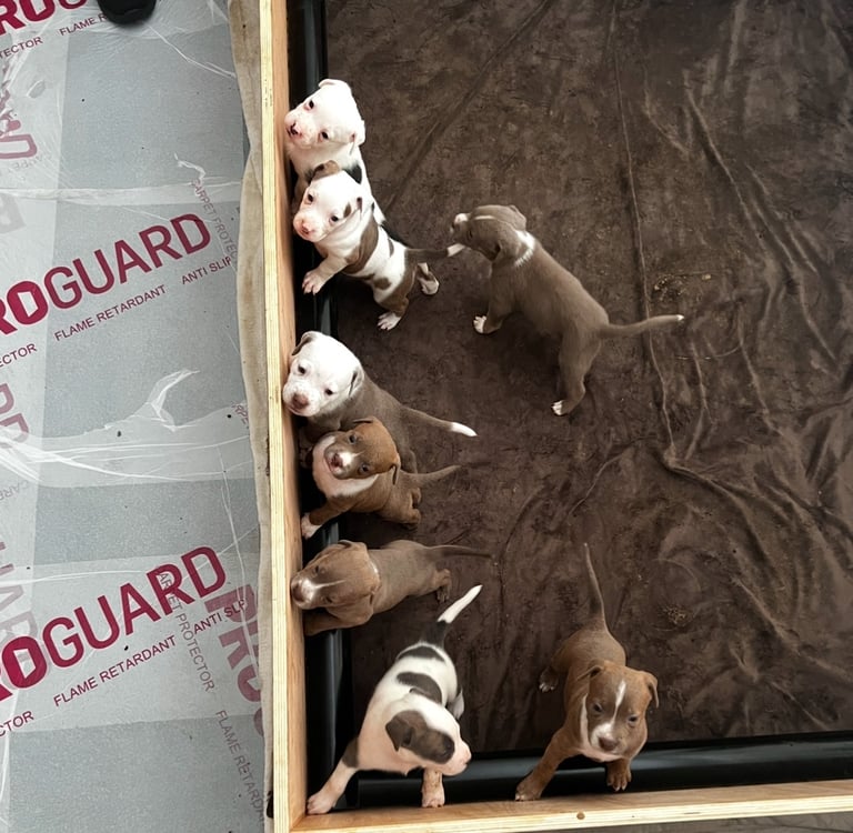 image for Perfect Puppies