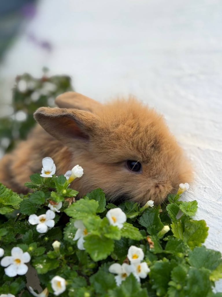 Baby Rabbits 