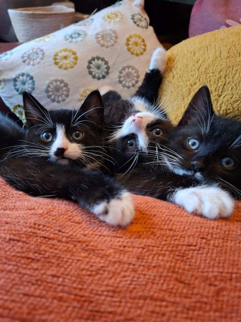 Tuxedo boys. Black and White